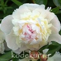 Paeonia Blash Queen