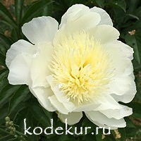 Paeonia Bu Te