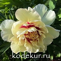 Paeonia  Iton hybrids Canary Brilliants