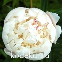 Paeonia Catharina Fontyn