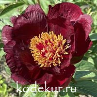 Paeonia Chocolate Soldier