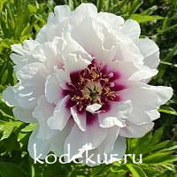 Paeonia  Iton hybrids Cora Louise