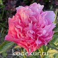 Paeonia hybrids Joker