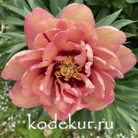 Paeonia  Iton hybrids Kopper Kettle