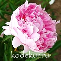 Paeonia Lady Alexander Duff