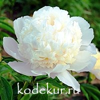 Paeonia Laura Dessert