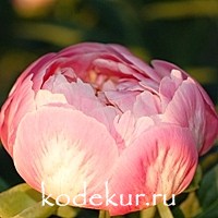 Paeonia hybrids  Pink Hawaiian Coral 