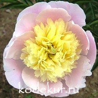 Paeonia Primavere