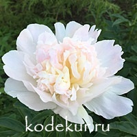 Paeonia Raspberry Sundae