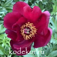 Paeonia  Iton hybrids Scarlet Heaven