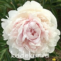 Paeonia Solange