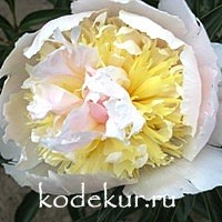Paeonia Top Brass