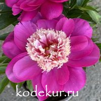 Paeonia White Cap