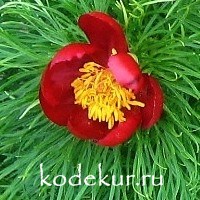 Paeonia tenuifolia