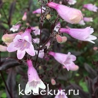 Penstemon  hybrids  Dark Towers