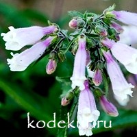 Penstemon hirsutus Pygmaeus