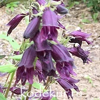 Penstemon whippleanus