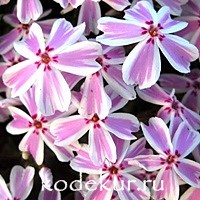 Phlox subulata Candy Stripes