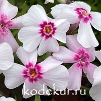 Phlox subulata Coral Eye