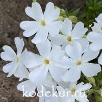 Phlox subulata Maischnee