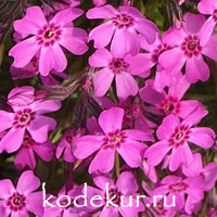 Phlox subulata Zwergenteppich