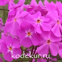 Phlox carolina Bill Baker