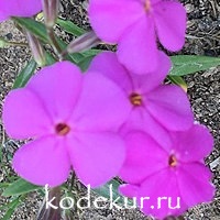 Phlox carolina Bill Baker