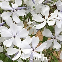 Phlox divaricata May Breeze