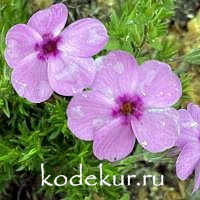 Phlox douglasii Eva