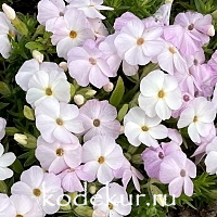 Phlox douglasii Napoleon