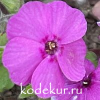 Phlox douglasii Red Admiral