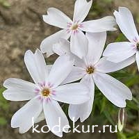 Phlox douglasii Silver Blazer