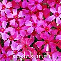 Phlox douglasii Zigeuner Blut