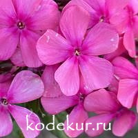 Девичник