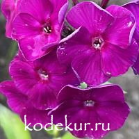Феофан Грек