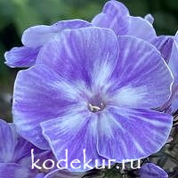Грибной дождь