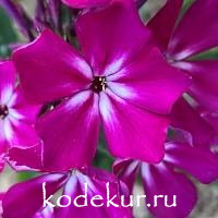 Ягодное лукошко
