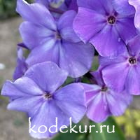 Кудряшка Сью
