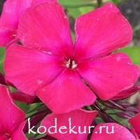 Мария Фёдоровна