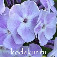 Мирослав