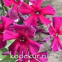 Сердце Данко