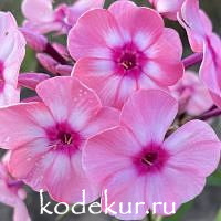 Шарм