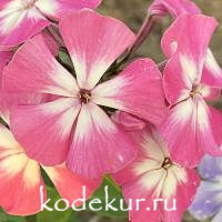 Стрекоза