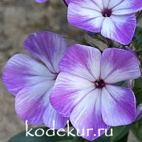Царь Салтан