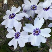 Phlox subulata Bavaria