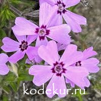 Phlox subulata Marjorie