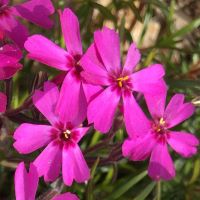 Phlox subulata Scarlet Flame