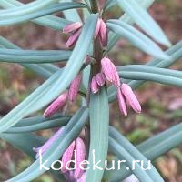 Polygonatum roseum