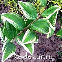 Polygonatum multiflorum  variegata