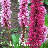 Polygonum  affine